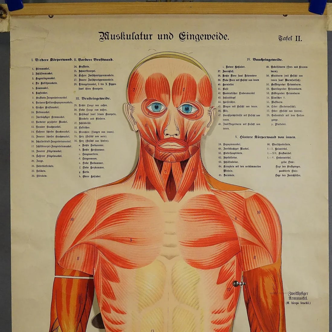 Antique Foldable Anatomical Wall Chart Depicting Human Musculature - 2