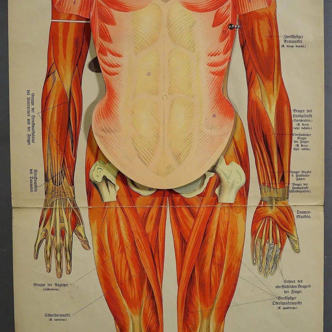 Antique Foldable Anatomical Wall Chart Depicting Human Musculature - 3