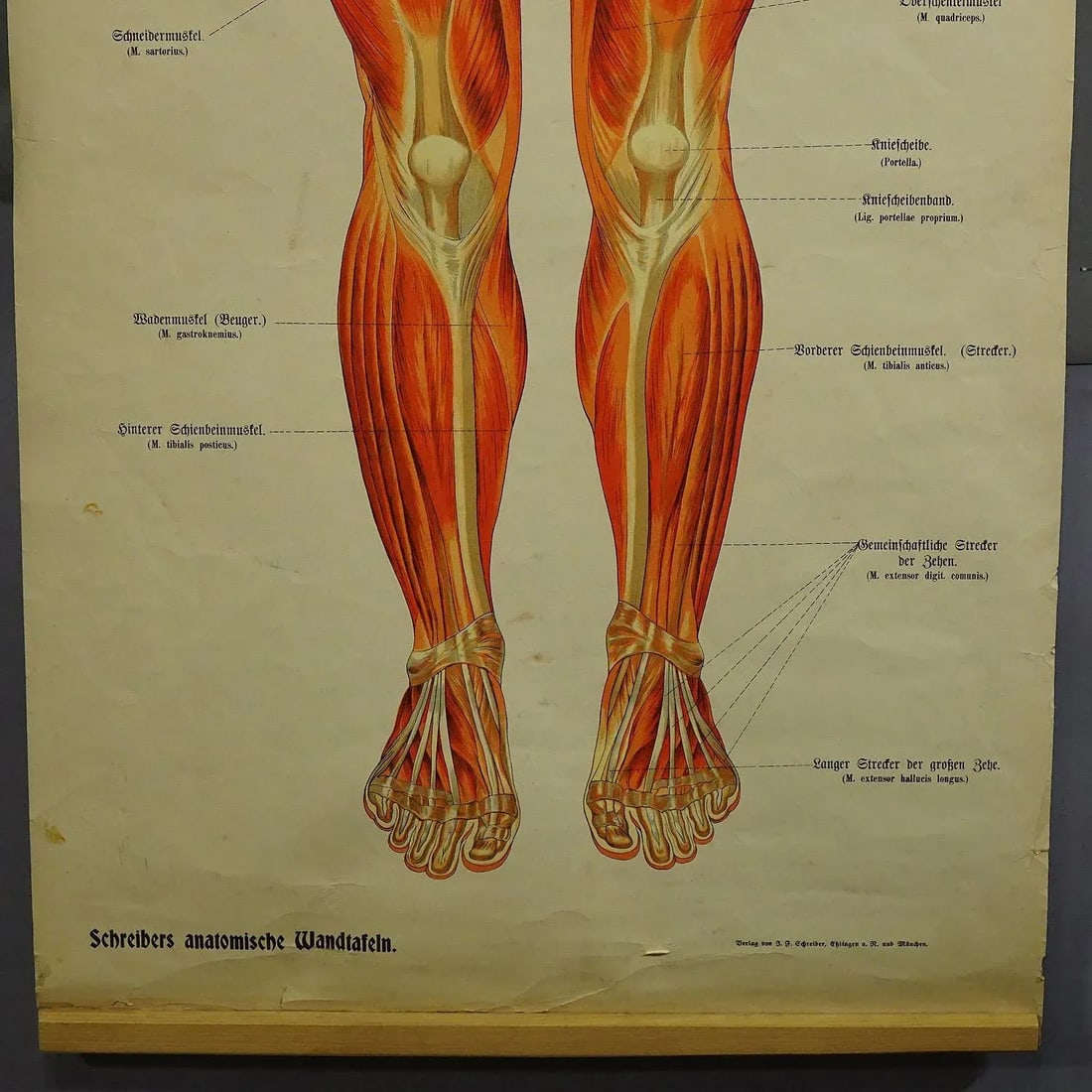 Antique Foldable Anatomical Wall Chart Depicting Human Musculature - 4