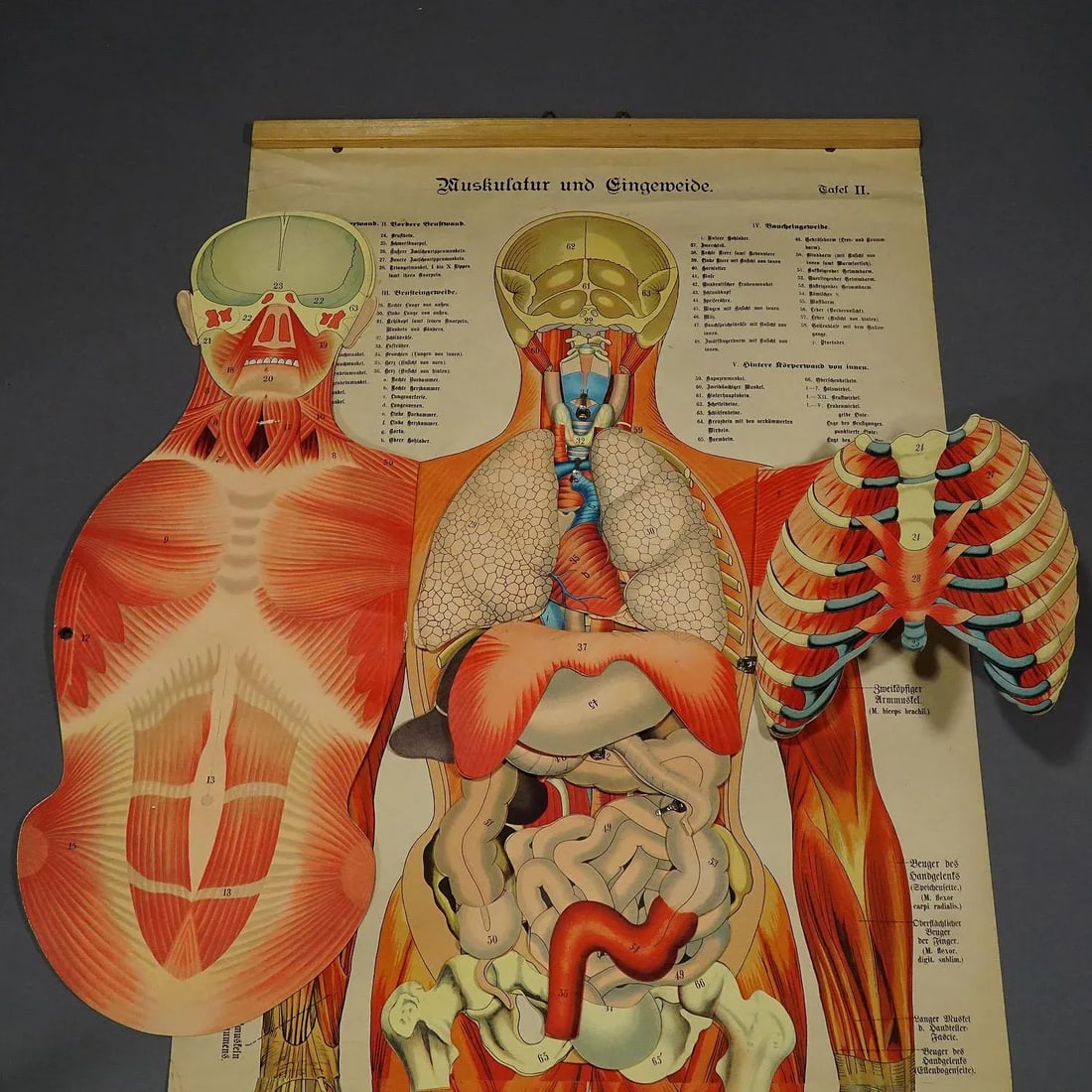 Antique Foldable Anatomical Wall Chart Depicting Human Musculature - 5