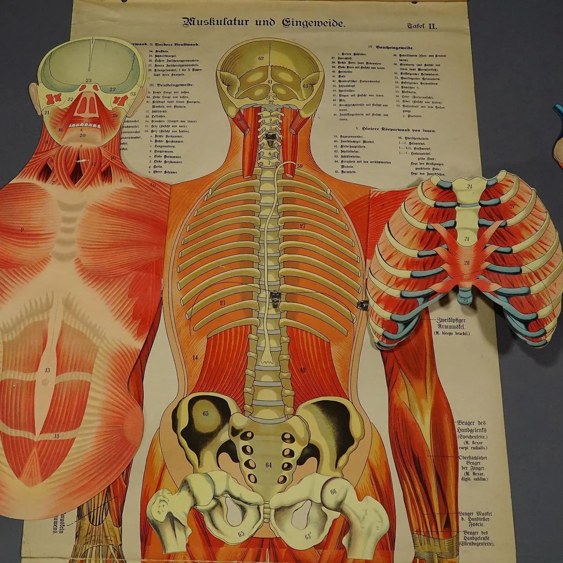 Antique Foldable Anatomical Wall Chart Depicting Human Musculature - 6