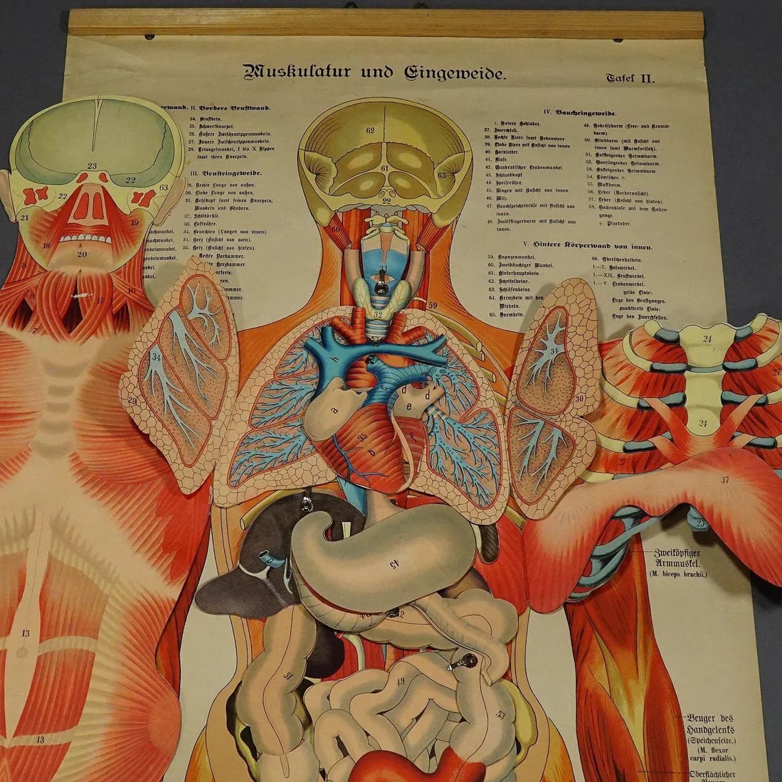 Antique Foldable Anatomical Wall Chart Depicting Human Musculature - 7