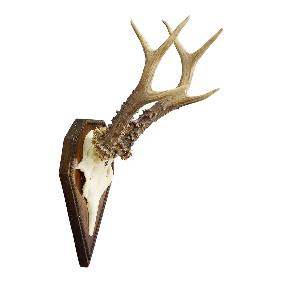 Black Forest Antique Roe Deer Trophy on Carved Plaque 1940s: Black Forest Antique Roe Deer Trophy on Carved Plaque 1940s A vintage roe deer (Capreolus capreolus) trophy on a wooden carved plaque. The trophy was shot in the 1940s in Germany. Good condition.