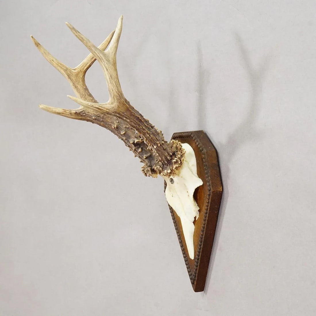 Black Forest Antique Roe Deer Trophy on Carved Plaque 1940s - 2