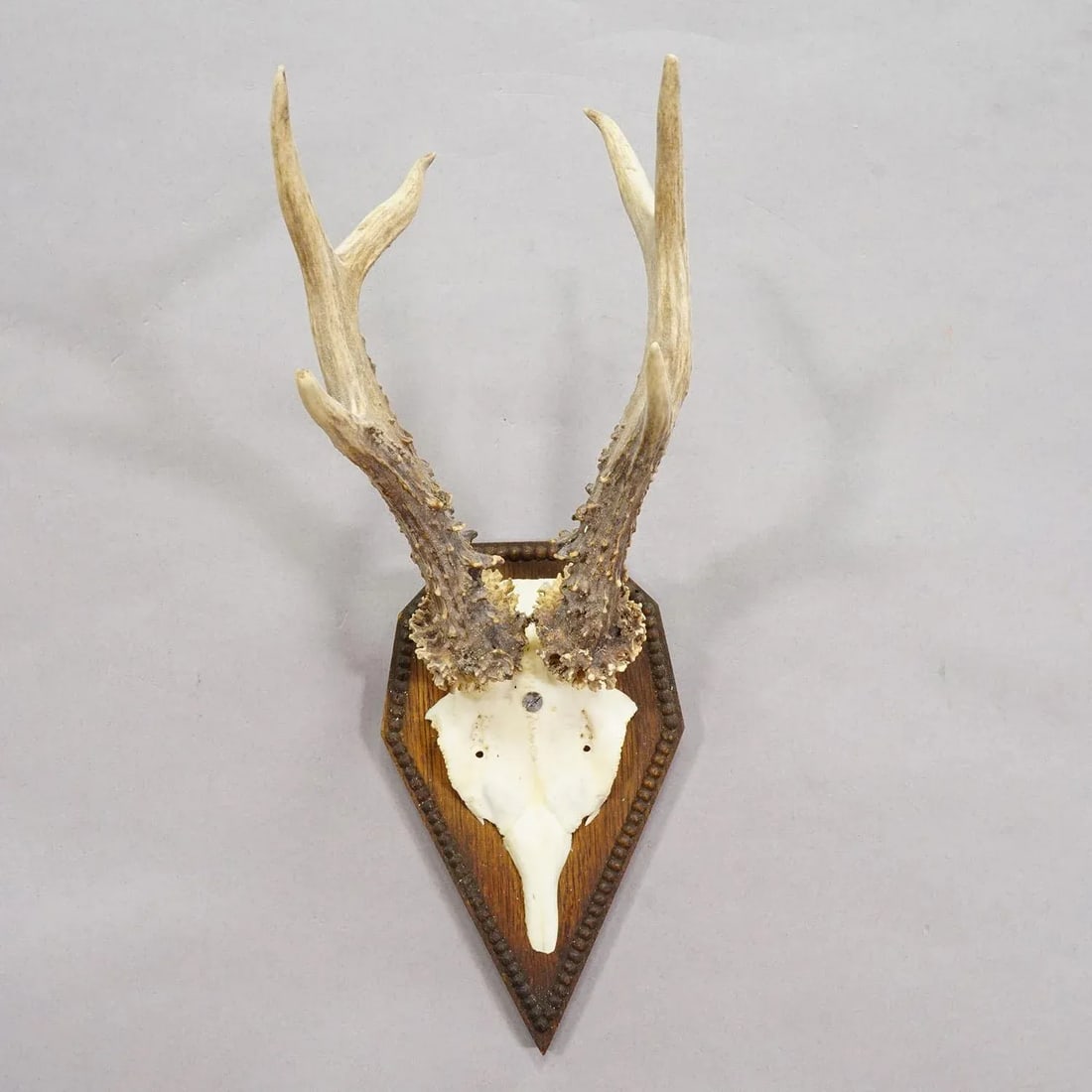 Black Forest Antique Roe Deer Trophy on Carved Plaque 1940s - 3