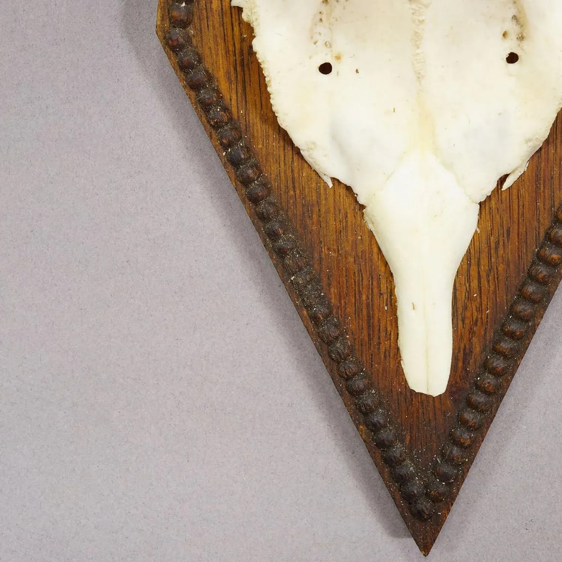 Black Forest Antique Roe Deer Trophy on Carved Plaque 1940s - 4