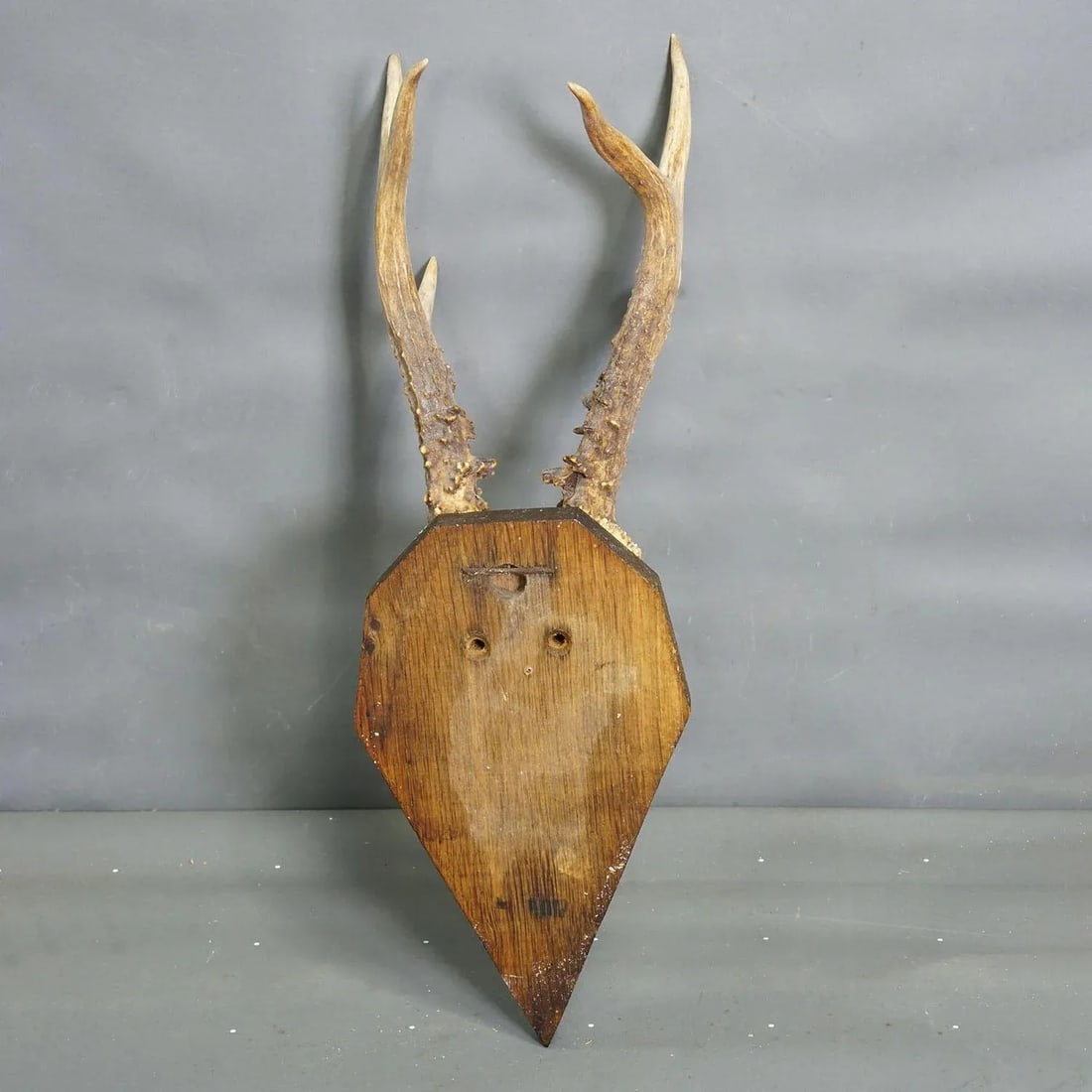 Black Forest Antique Roe Deer Trophy on Carved Plaque 1940s - 5