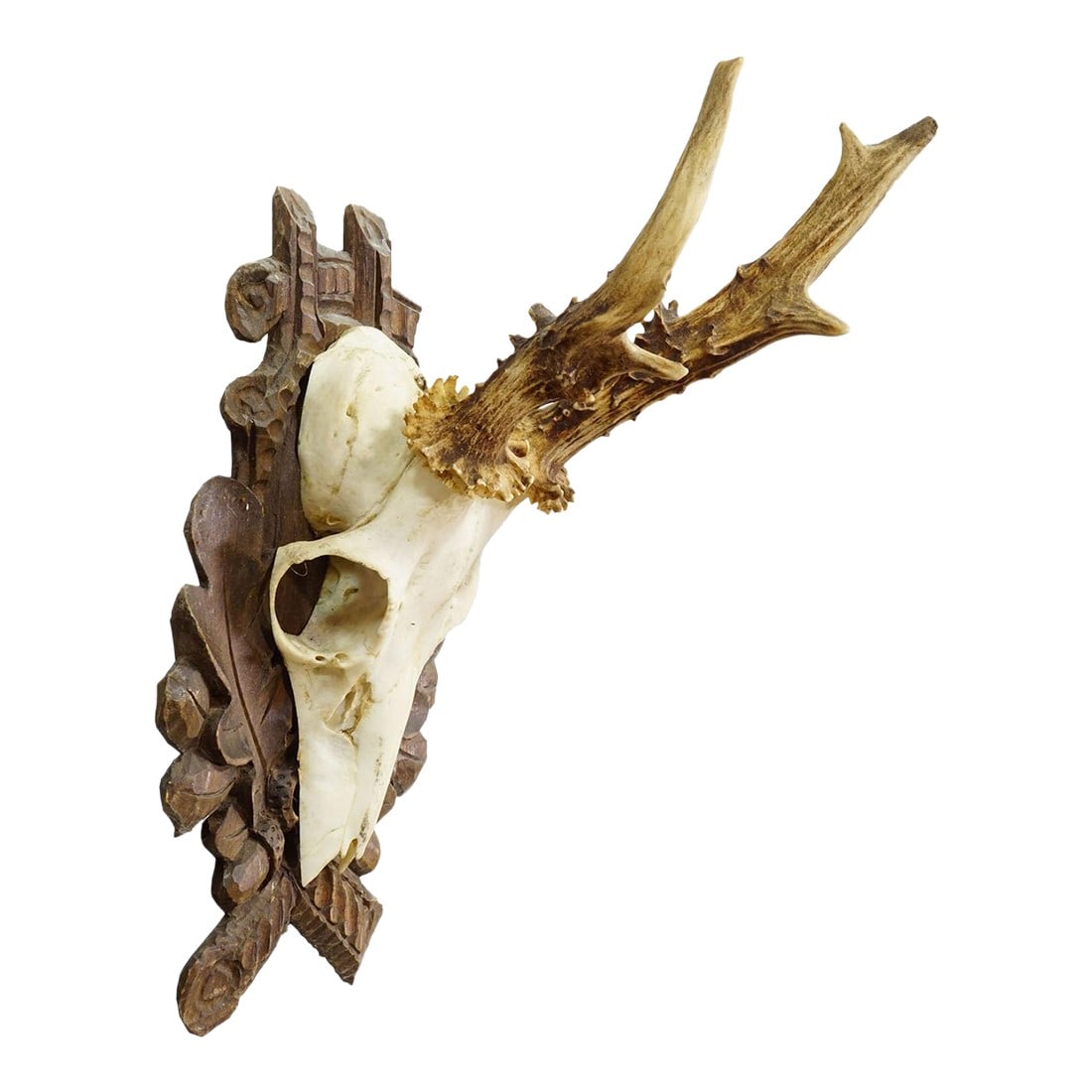 Black Forest Vintage Roe Deer Trophy on Carved Plaque 1940s (1 of 5)