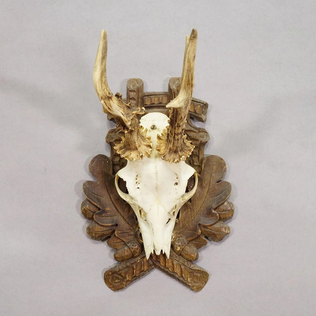 Black Forest Vintage Roe Deer Trophy on Carved Plaque 1940s - 3