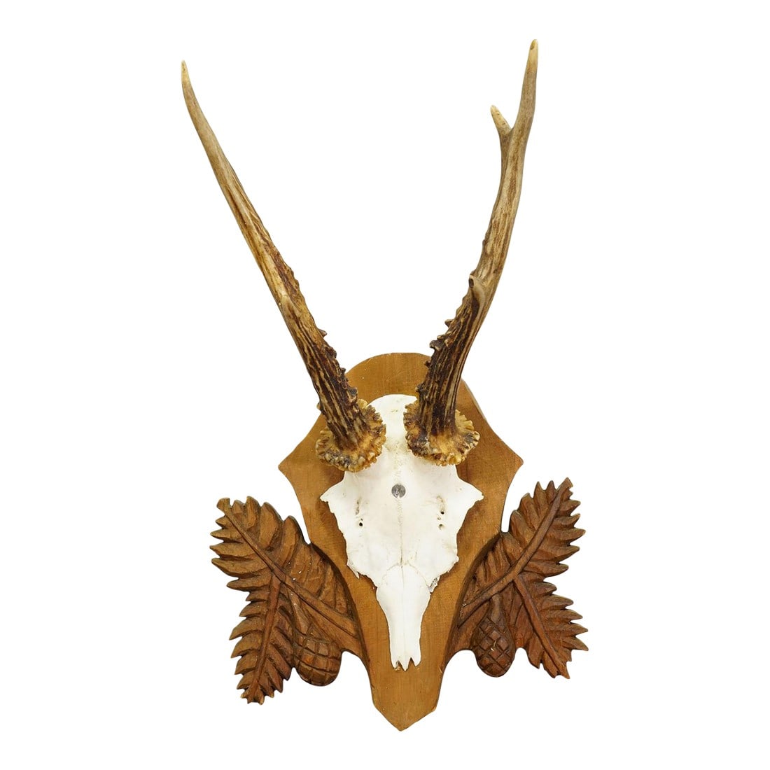 Black Forest Vintage Roe Deer Trophy on Carved Plaque 1950s: Black Forest Vintage Roe Deer Trophy on Carved Plaque 1950s A vintage roe deer (Capreolus capreolus) trophy on a wooden carved plaque. The plaque features big fir branches and fir cones. The trophy wa