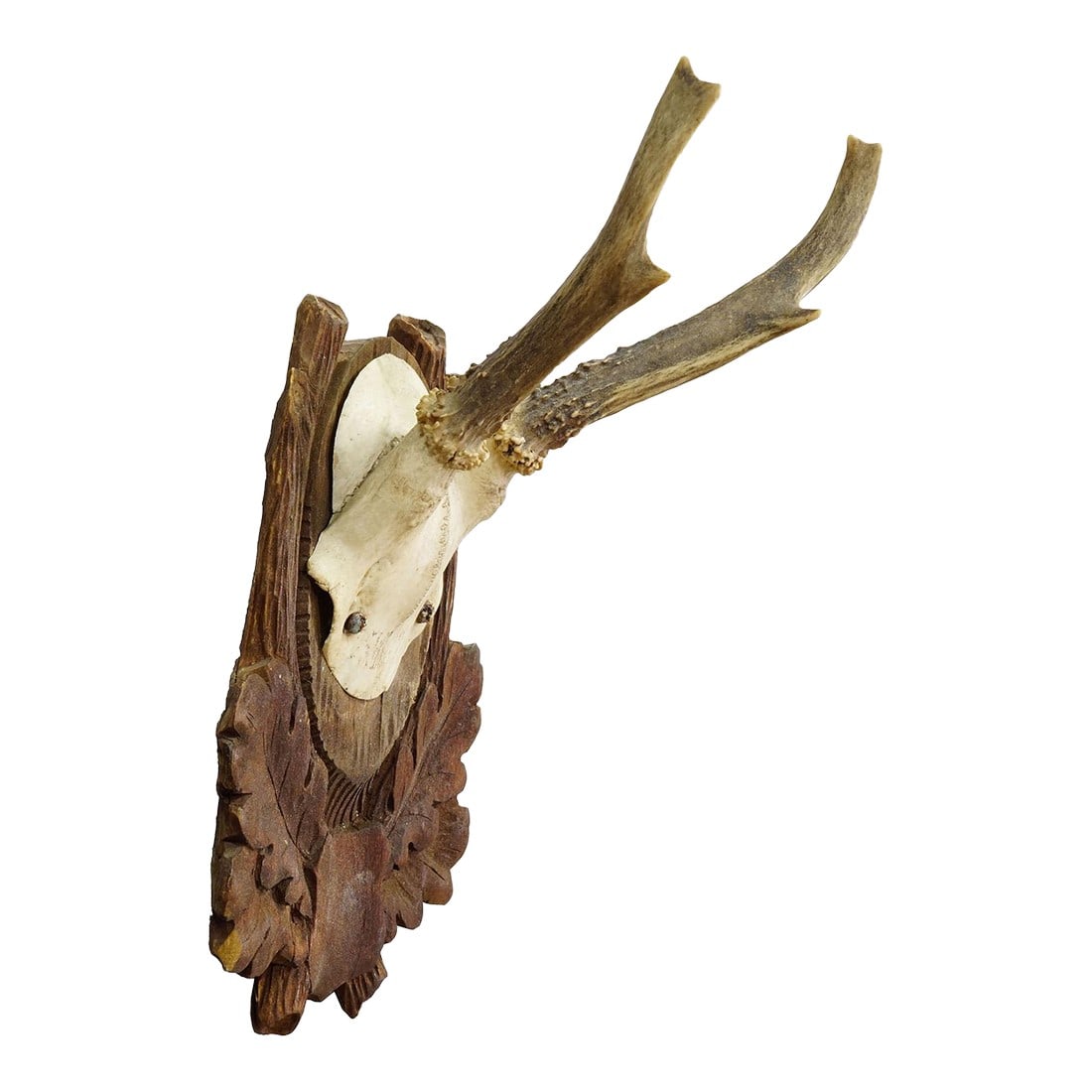 Black Forest Vintage Roe Deer Trophy on Carved Plaque, Germany 1930s: Black Forest Vintage Roe Deer Trophy on Carved Plaque, Germany 1930s An antique roe deer (Capreolus capreolus) trophy on a brown carved plaque with oak leaves. The trophy was shot arround 1930 in