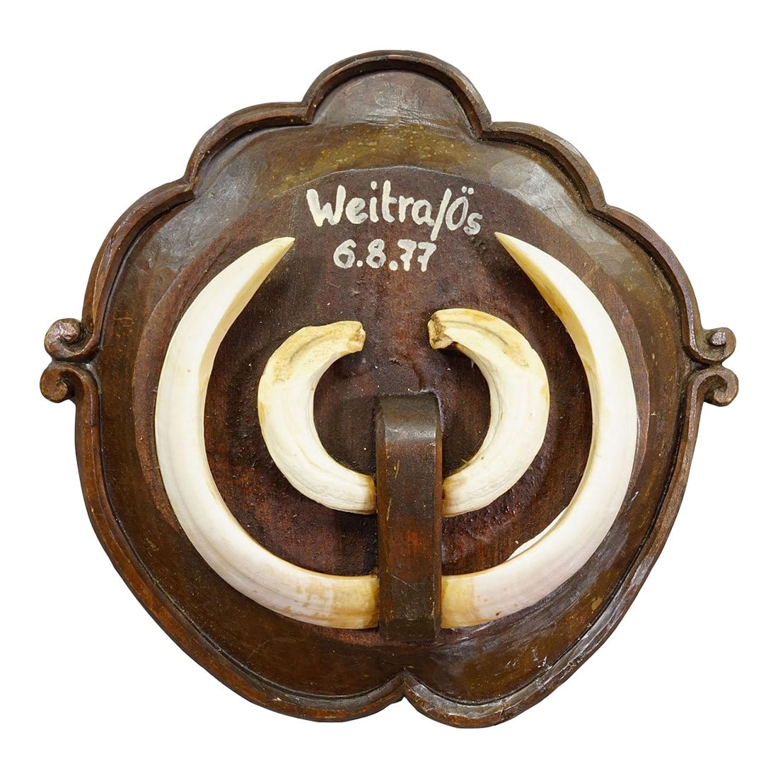 Vintage Wild Boar Teeth Trophy on Wooden Plaque, Austria 1977: Vintage Wild Boar Teeth Trophy on Wooden Plaque, Austria 1977 A vintage Black Forest wild boar (Sus scrofa) trophy on a carved wooden plaque. The plaque has a handwritten inscription. The boar was