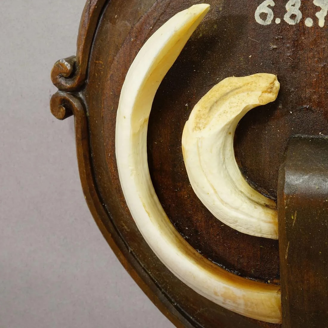 Vintage Wild Boar Teeth Trophy on Wooden Plaque, Austria 1977 - 3