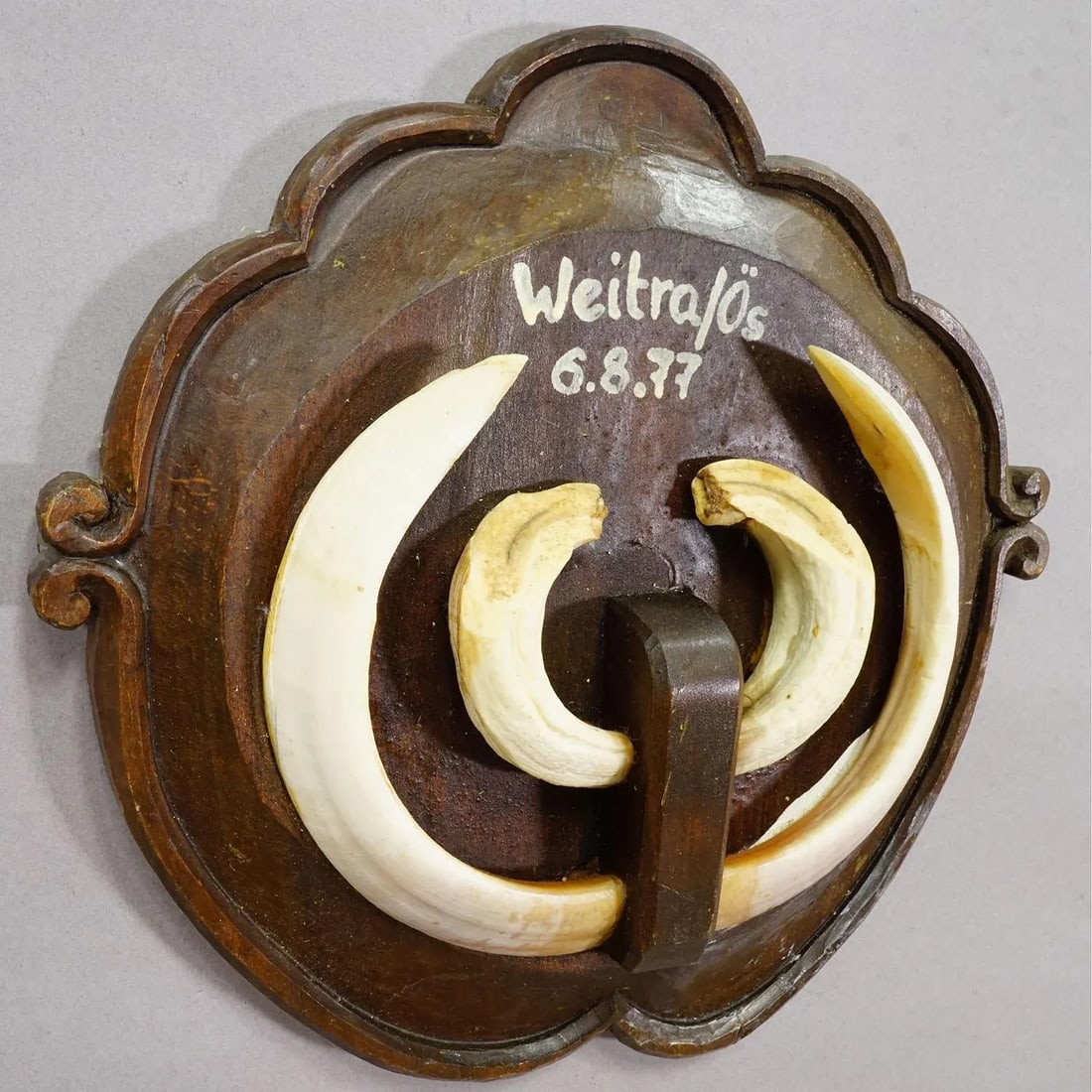 Vintage Wild Boar Teeth Trophy on Wooden Plaque, Austria 1977 - 5