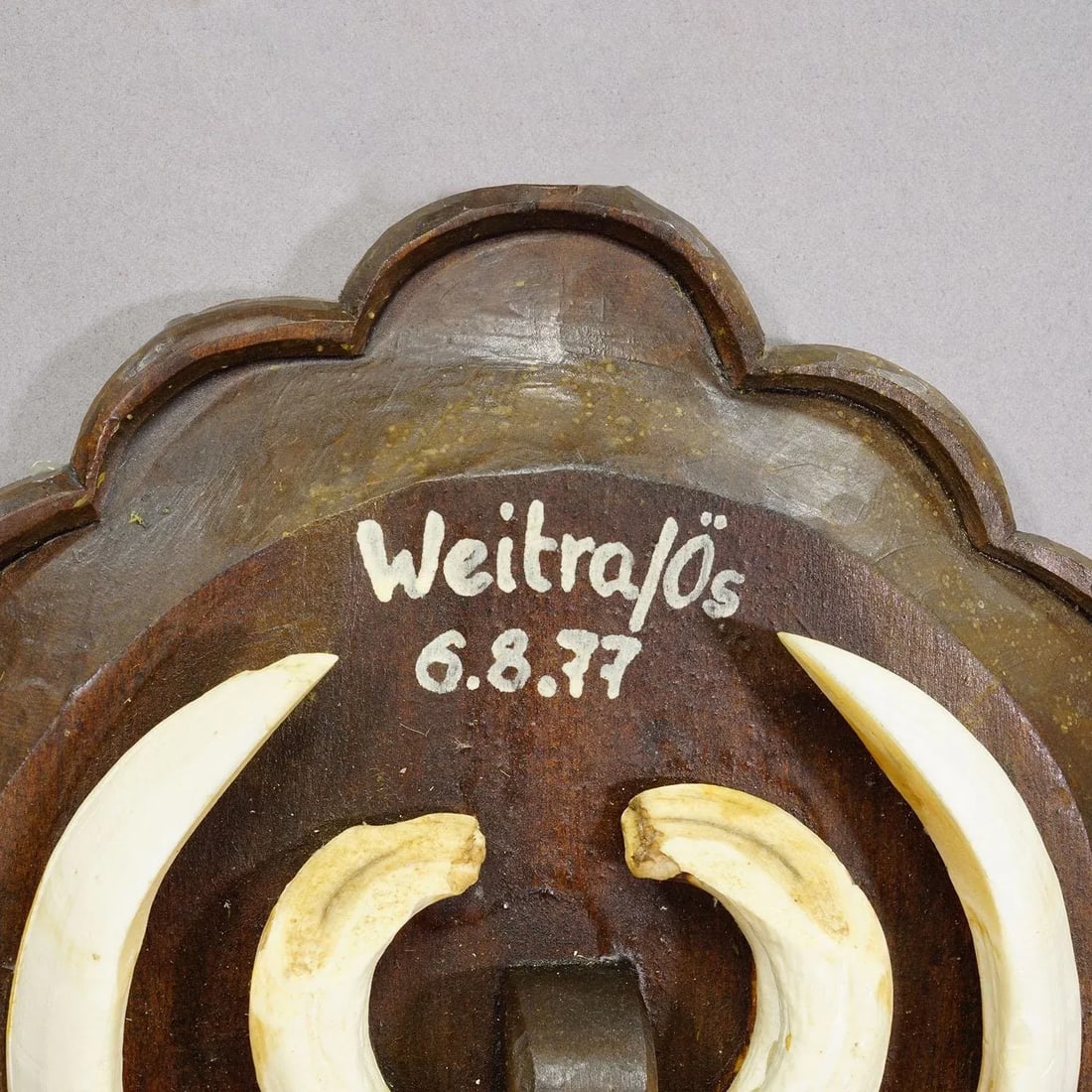 Vintage Wild Boar Teeth Trophy on Wooden Plaque, Austria 1977 - 6