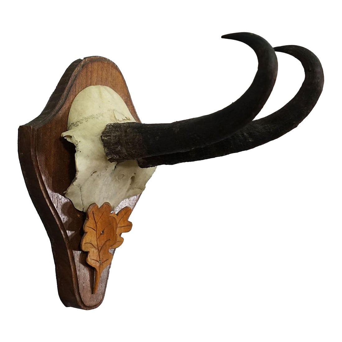 Large Chamois Trophy on Turned Plaque, Austria 1950s (1 of 6)