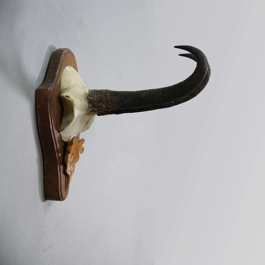 Large Chamois Trophy on Turned Plaque, Austria 1950s - 2