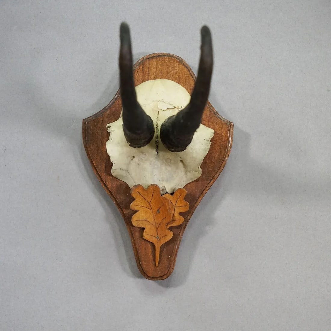 Large Chamois Trophy on Turned Plaque, Austria 1950s - 4
