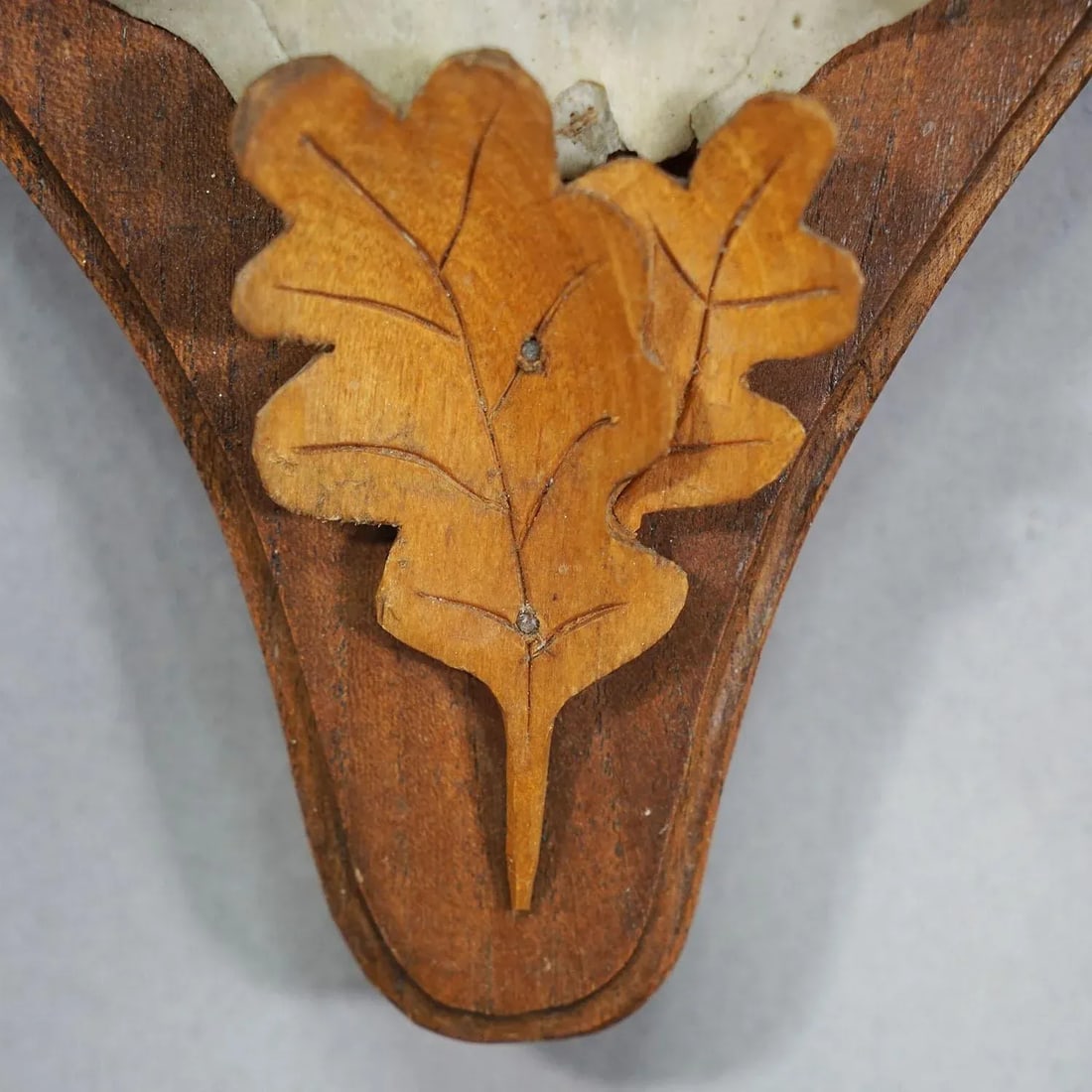 Large Chamois Trophy on Turned Plaque, Austria 1950s - 5