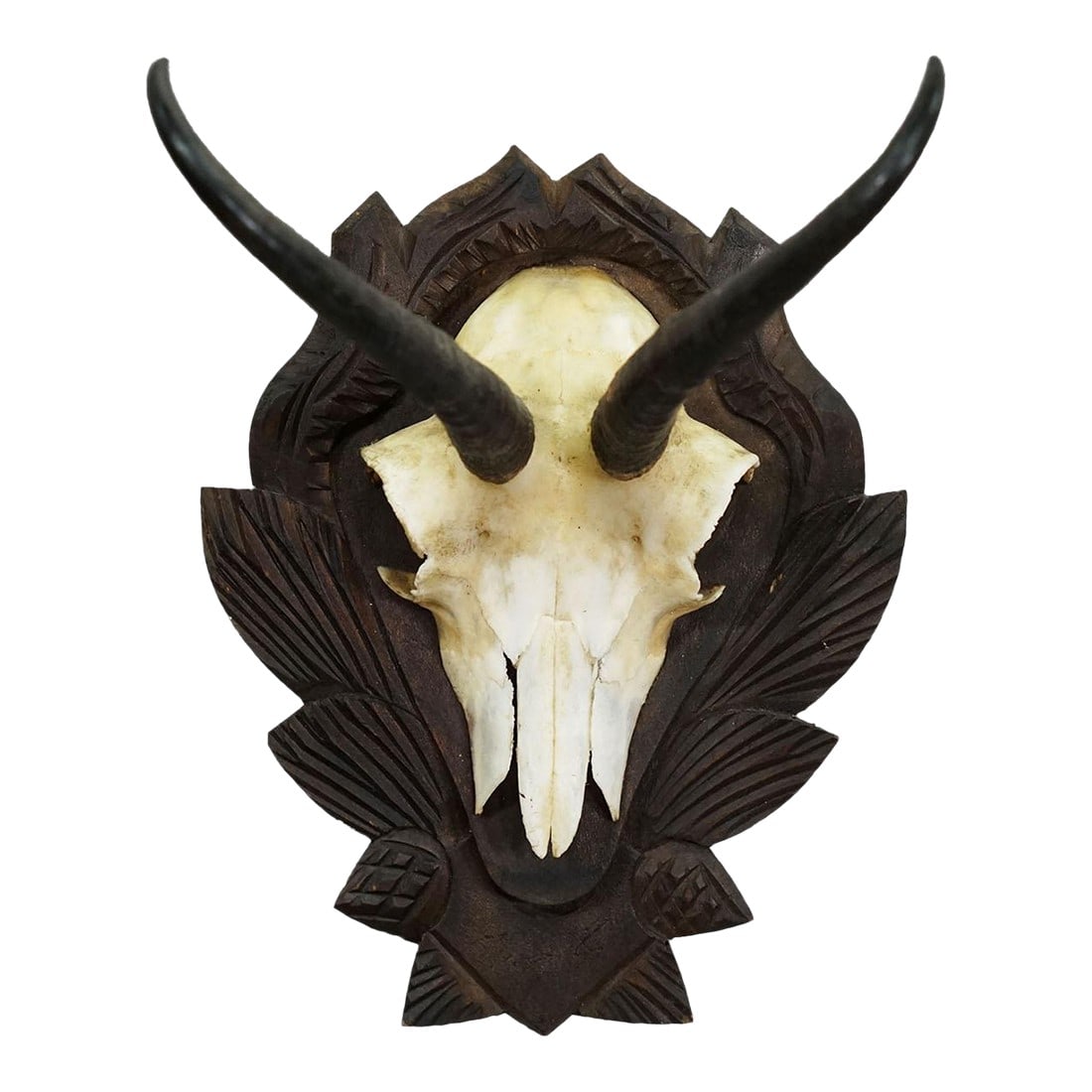 Vintage Chamois Trophy on Carved Plaque, Germany 1950s: Vintage Chamois Trophy on Carved Plaque, Germany 1950s An vintage chamois (Rupicapra rupicapra) trophy mounted on a wooden carved plaque. The trophy was shot in the 1950s in Germany. Good condition.