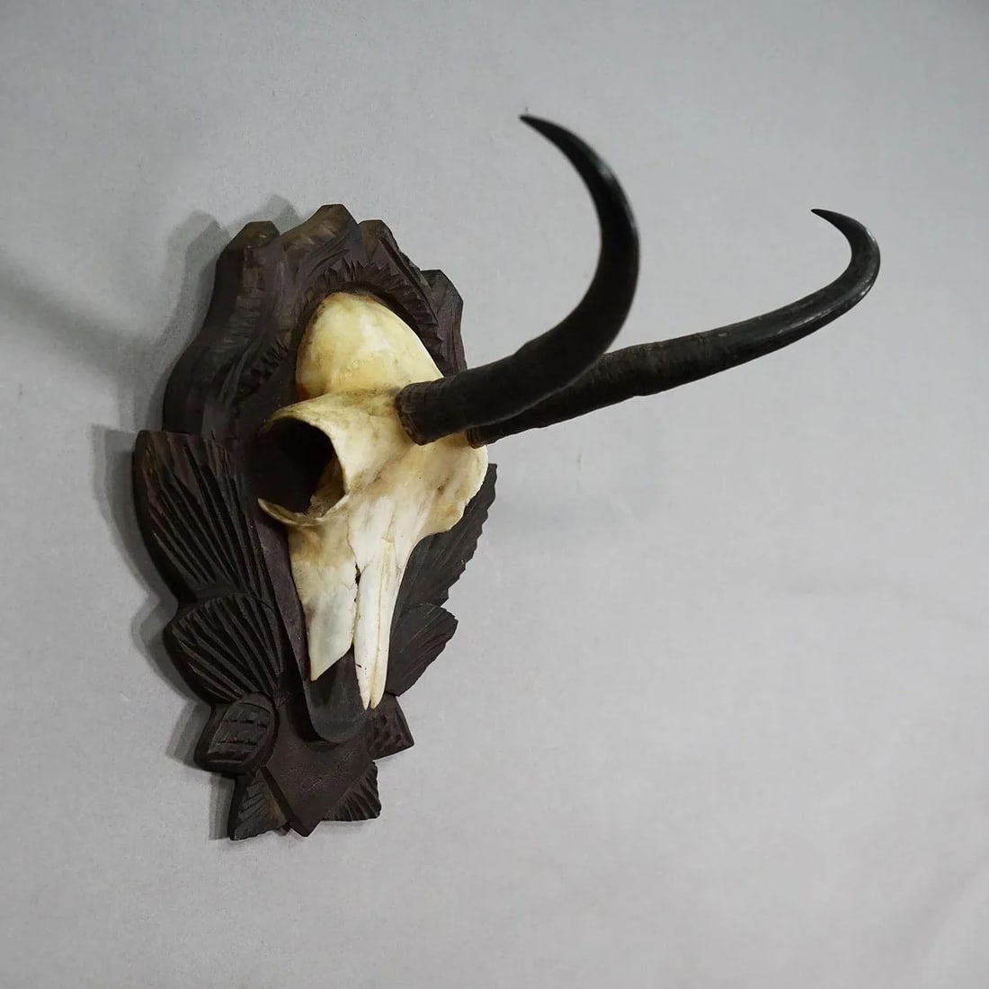 Vintage Chamois Trophy on Carved Plaque, Germany 1950s - 2