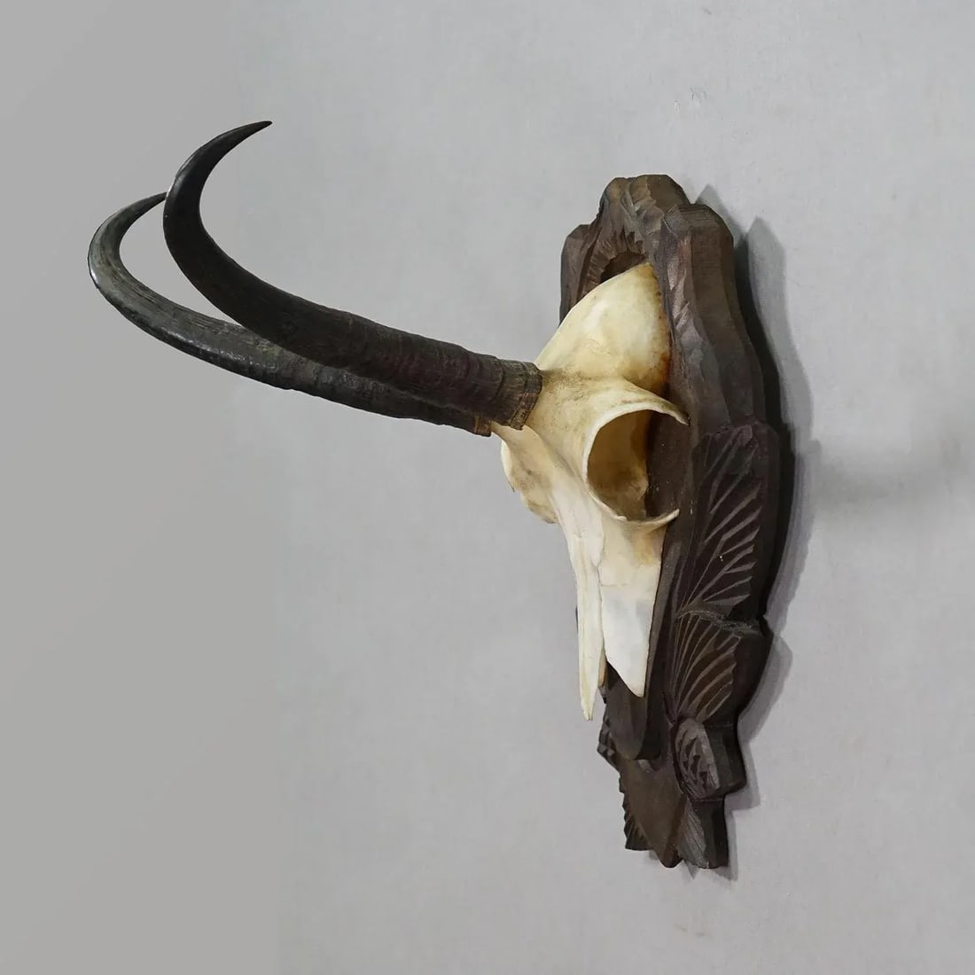 Vintage Chamois Trophy on Carved Plaque, Germany 1950s - 3