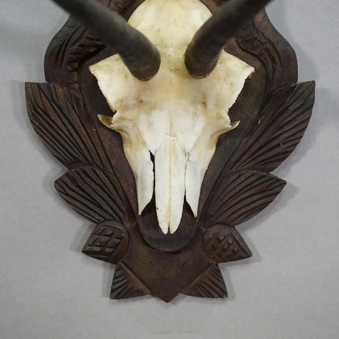 Vintage Chamois Trophy on Carved Plaque, Germany 1950s - 4