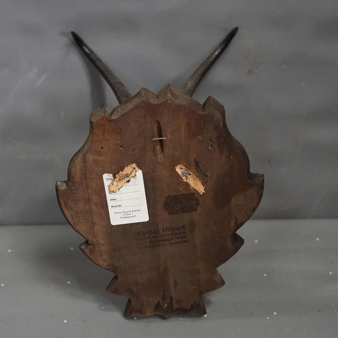 Vintage Chamois Trophy on Carved Plaque, Germany 1950s - 5