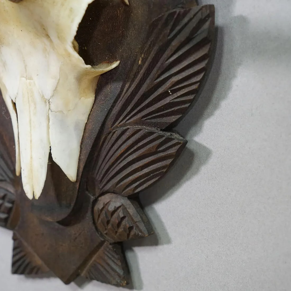Vintage Chamois Trophy on Carved Plaque, Germany 1950s - 6