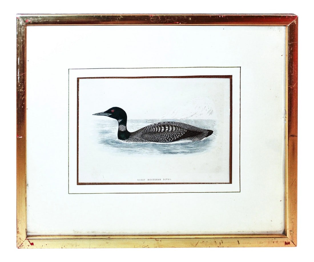 Certified Original and Framed "Great Northern Diver" Illustration of a Duck Engraved by Morris Circa: Certified original and framed "Great Northern Diver" illustration of a duck engraved by Morris circa. 1838. This illustration includes an authenticity certificate on the back of the frame from