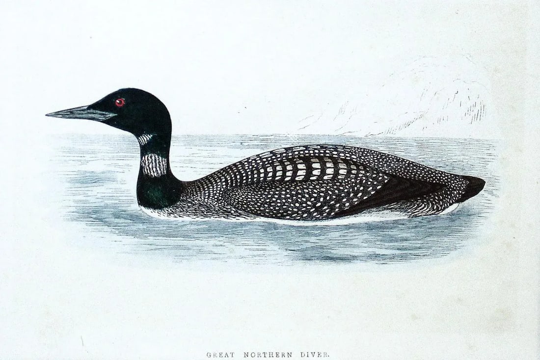 Certified Original and Framed "Great Northern Diver" Illustration of a Duck Engraved by Morris Circa - 2