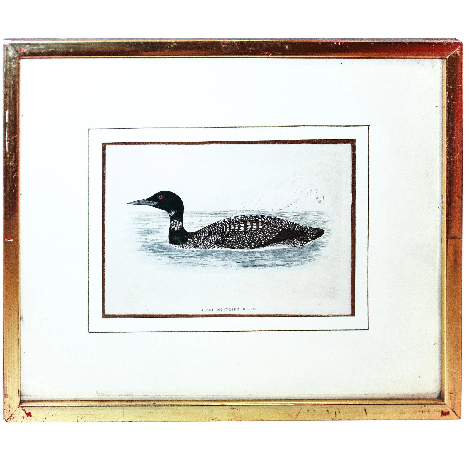 Certified Original and Framed "Great Northern Diver" Illustration of a Duck Engraved by Morris Circa - 5