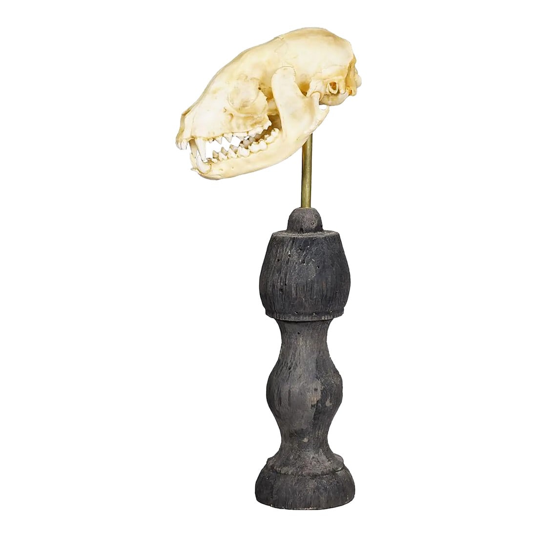 Antique Real Skull of a Badger, Germany Ca. 1900s (1 of 5)