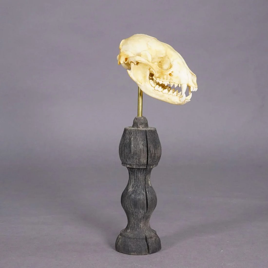 Antique Real Skull of a Badger, Germany Ca. 1900s - 2