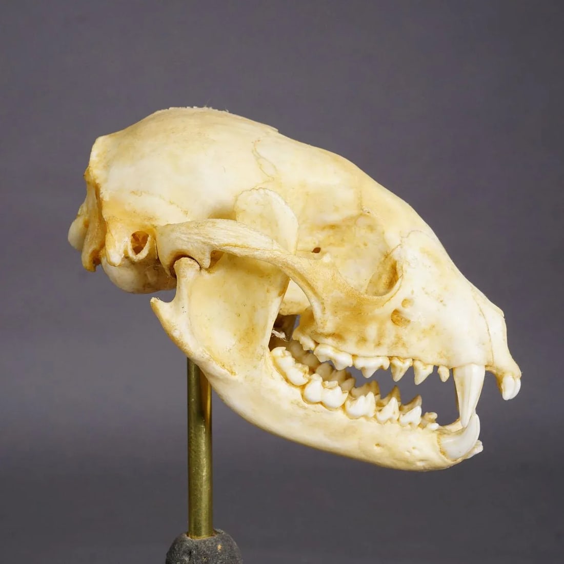 Antique Real Skull of a Badger, Germany Ca. 1900s - 3