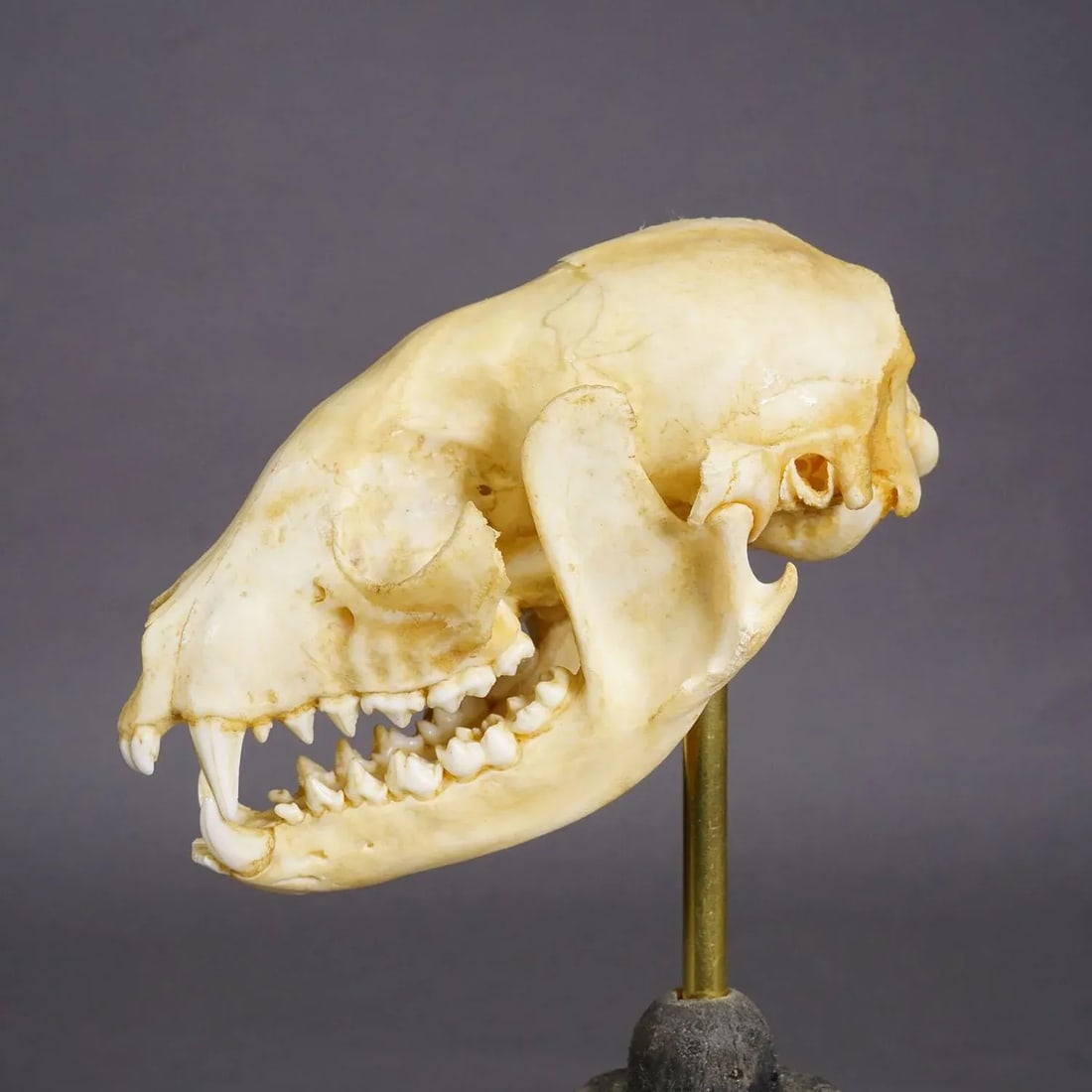 Antique Real Skull of a Badger, Germany Ca. 1900s - 4