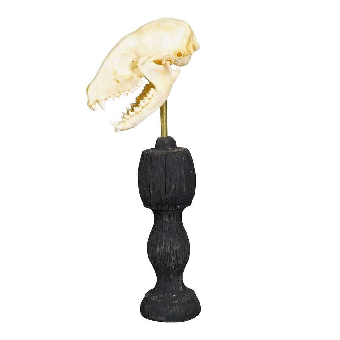 Antique Real Skull of a Badger, Germany Ca. 1900s (1 of 6)