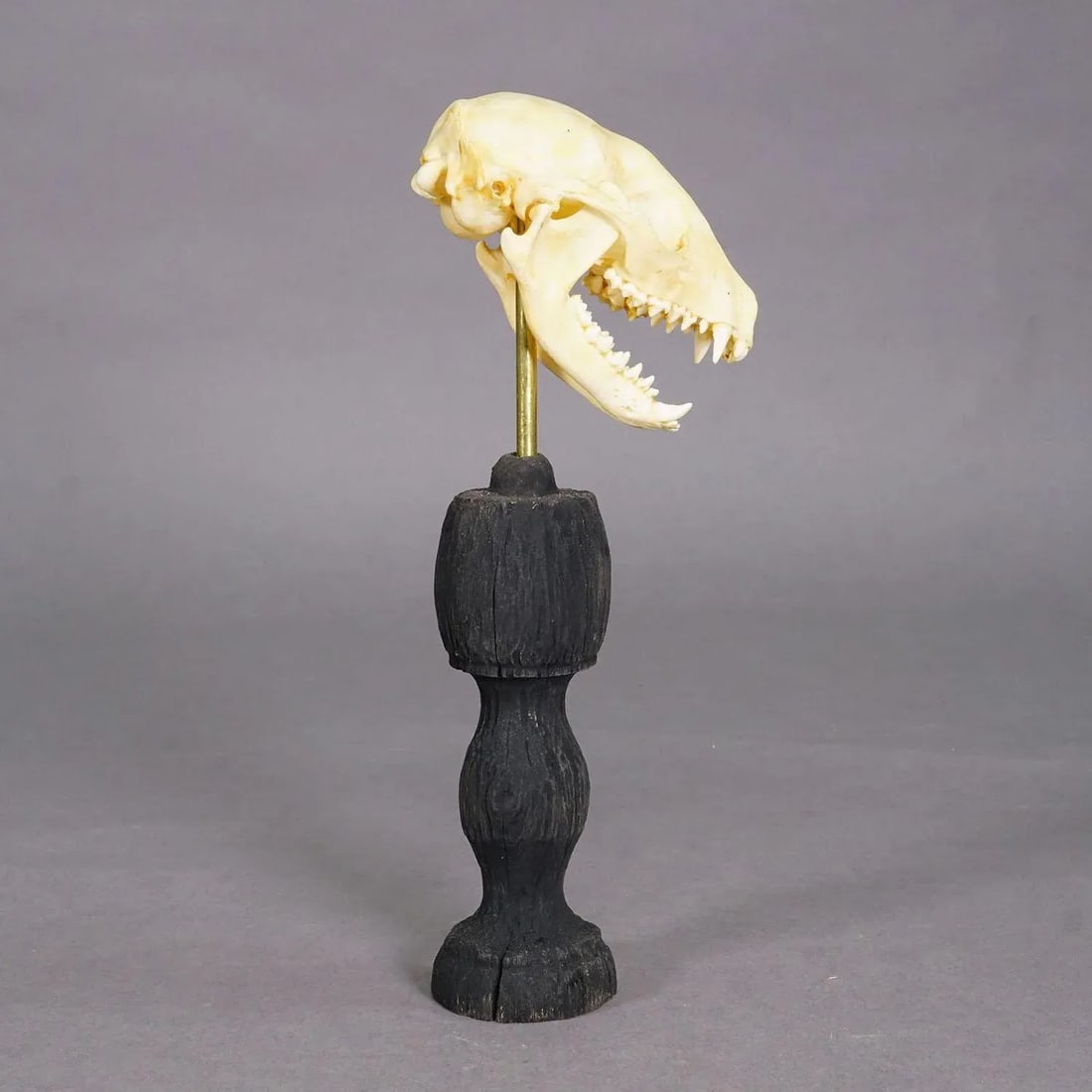 Antique Real Skull of a Badger, Germany Ca. 1900s - 2