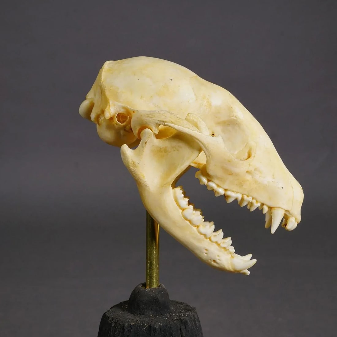 Antique Real Skull of a Badger, Germany Ca. 1900s - 4