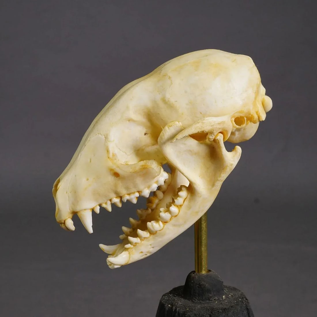 Antique Real Skull of a Badger, Germany Ca. 1900s - 5