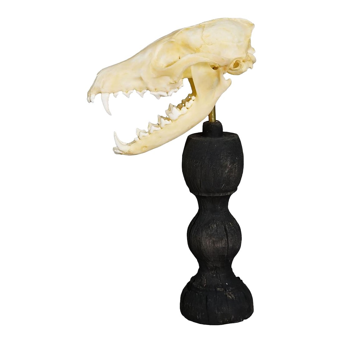 Antique Real Skull of a Red Fox, Germany Ca. 1900s: Antique Real Skull of a Red Fox, Germany ca. 1900s An antique taxidermied skull of the red fox (Vulpes) mounted on an ebonized wooden turned base. This article contains parts of animal origin, which