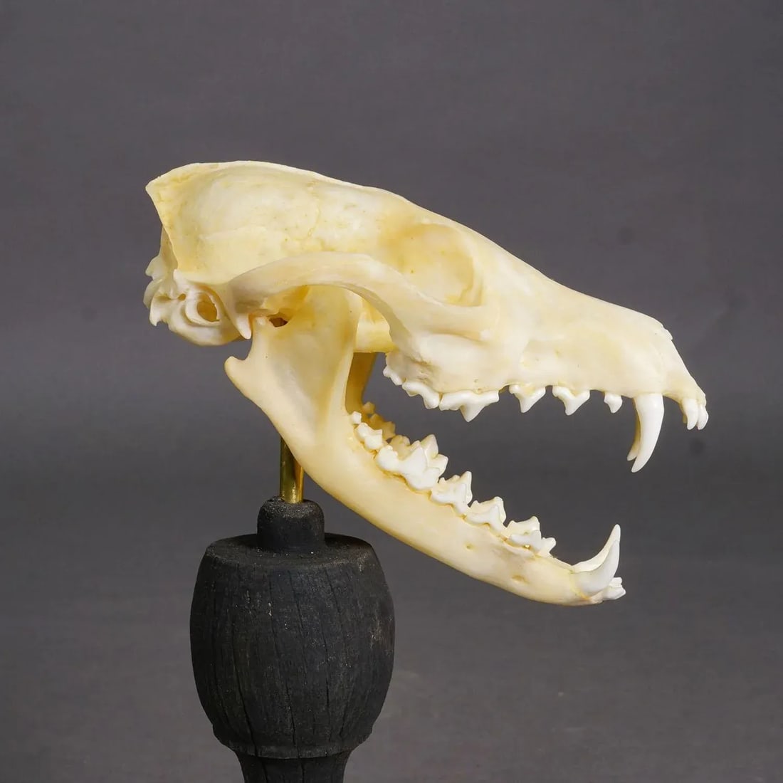 Antique Real Skull of a Red Fox, Germany Ca. 1900s - 2