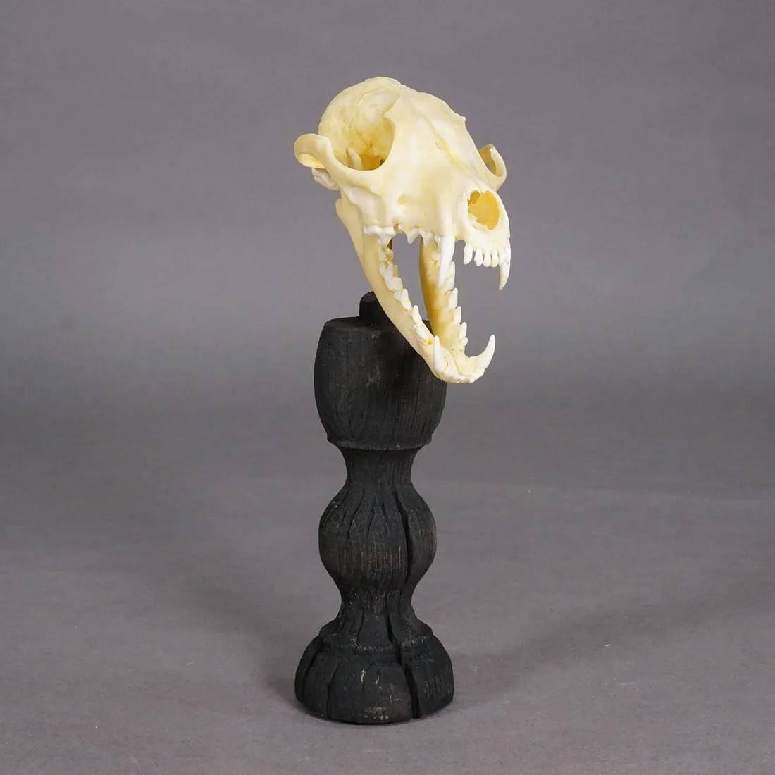 Antique Real Skull of a Red Fox, Germany Ca. 1900s - 3