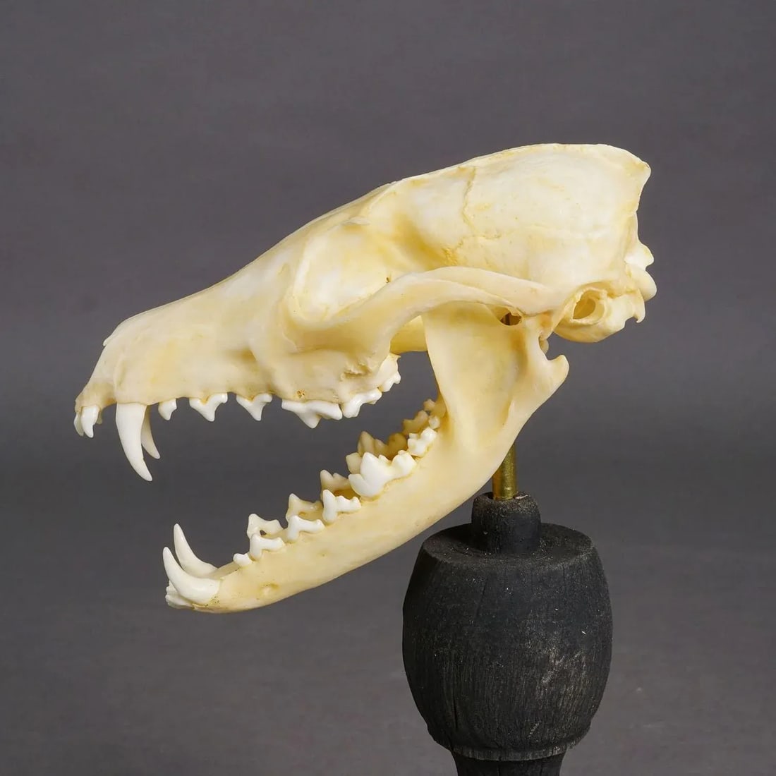 Antique Real Skull of a Red Fox, Germany Ca. 1900s - 4