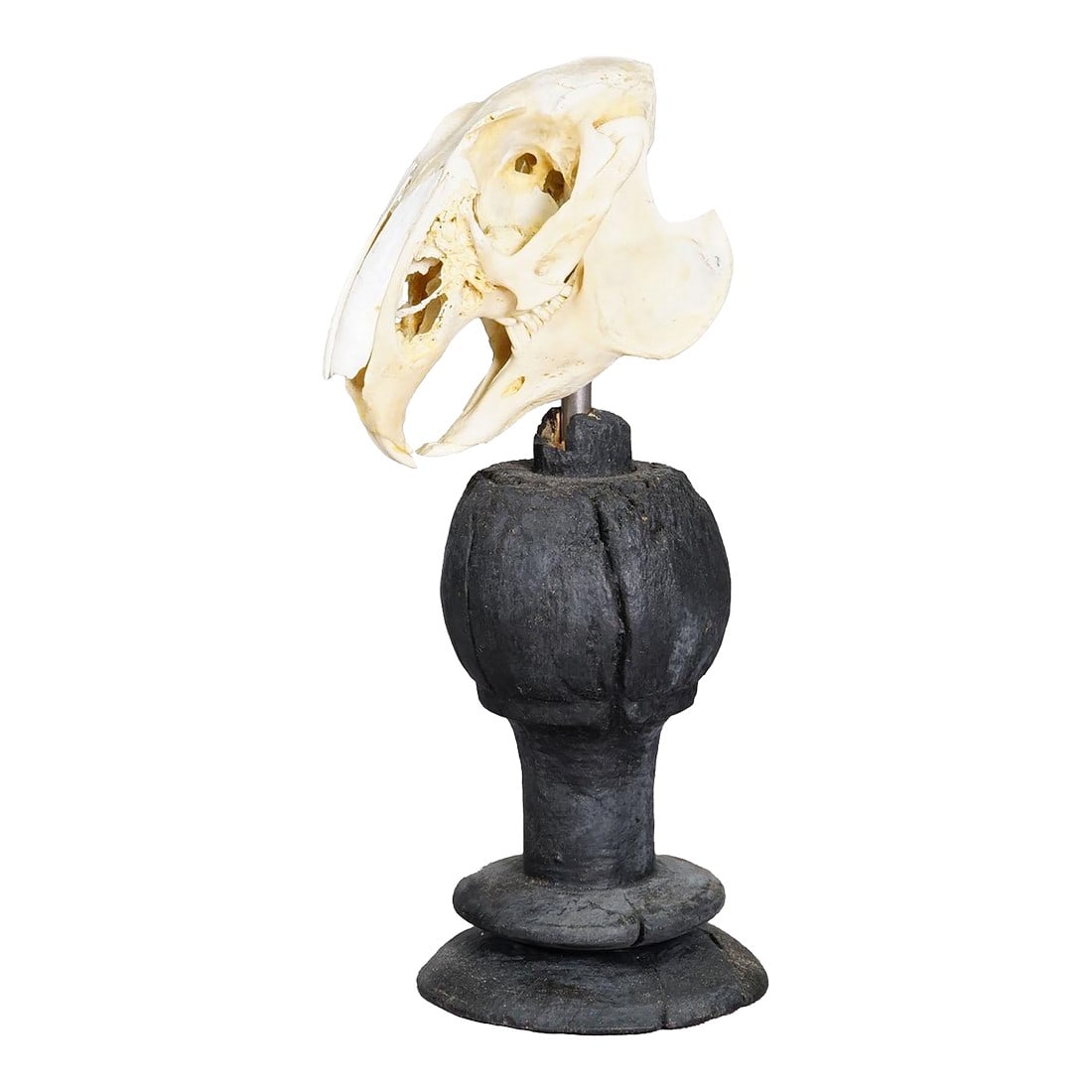 Antique Real Skull of a Rabbit, Germany Ca. 1900s: Antique Real Skull of a Rabbit, Germany ca. 1900s An antique taxidermied skull of the rabbit (Oryctolagus cuniculus) mounted on an ebonized wooden turned base. Derived from the biological collection o