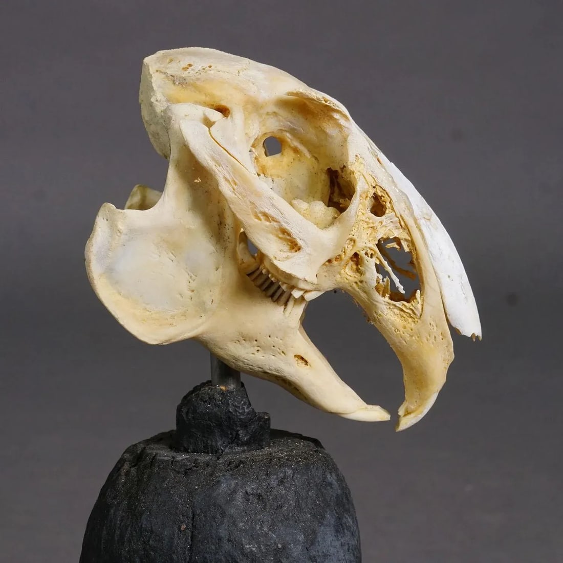 Antique Real Skull of a Rabbit, Germany Ca. 1900s - 5