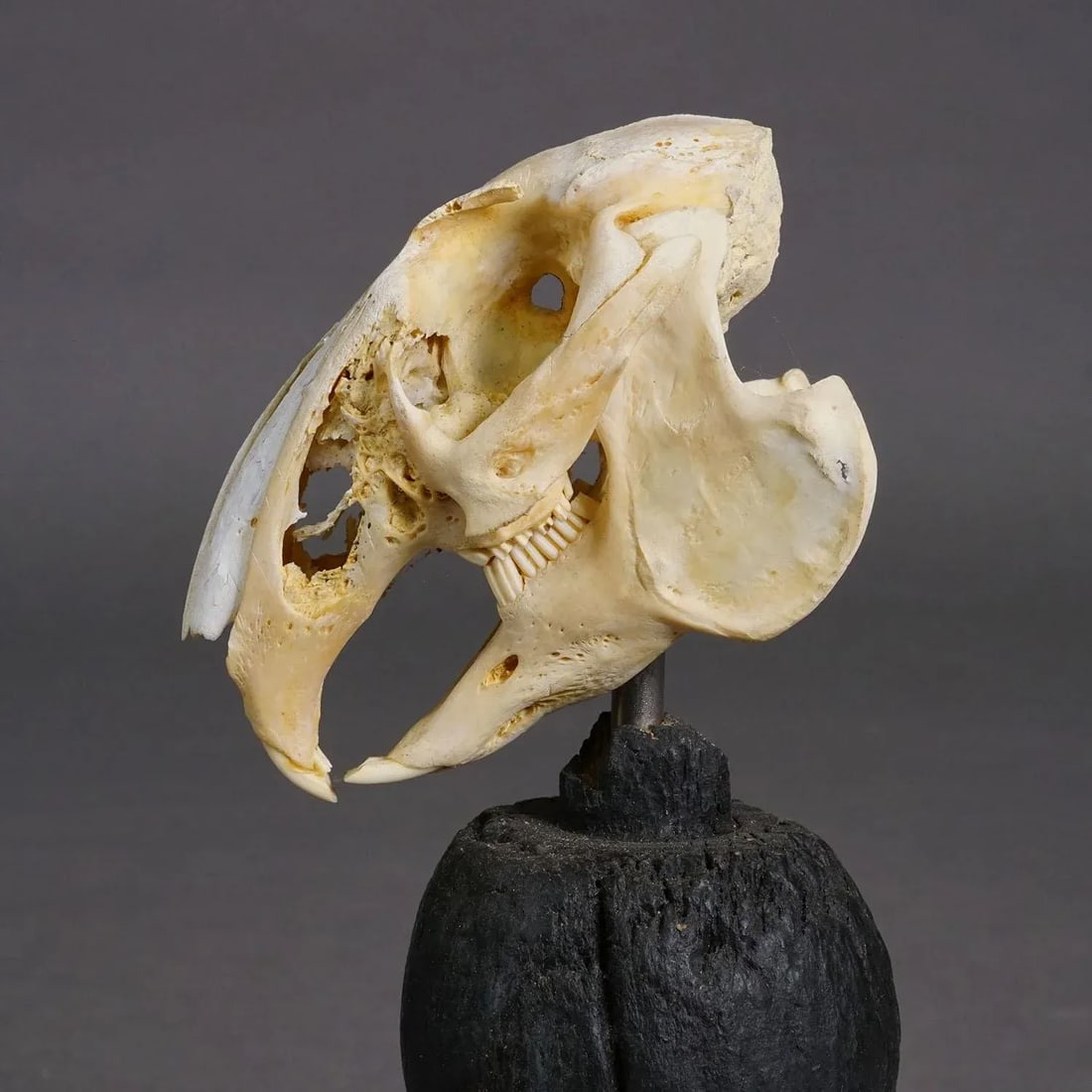 Antique Real Skull of a Rabbit, Germany Ca. 1900s - 6