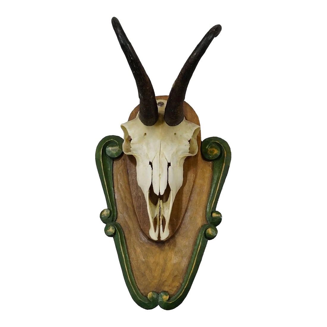 Vintage Black Forest Chamois Trophy on Carved Plaque Ca. 1950: Vintage Black Forest Chamois Trophy on Carved Plaque ca. 1950 A decorative trophy of the chamois (Rupicapra rupicapra), mounted on a carved wooden plaque. The plaque has a green border with golden