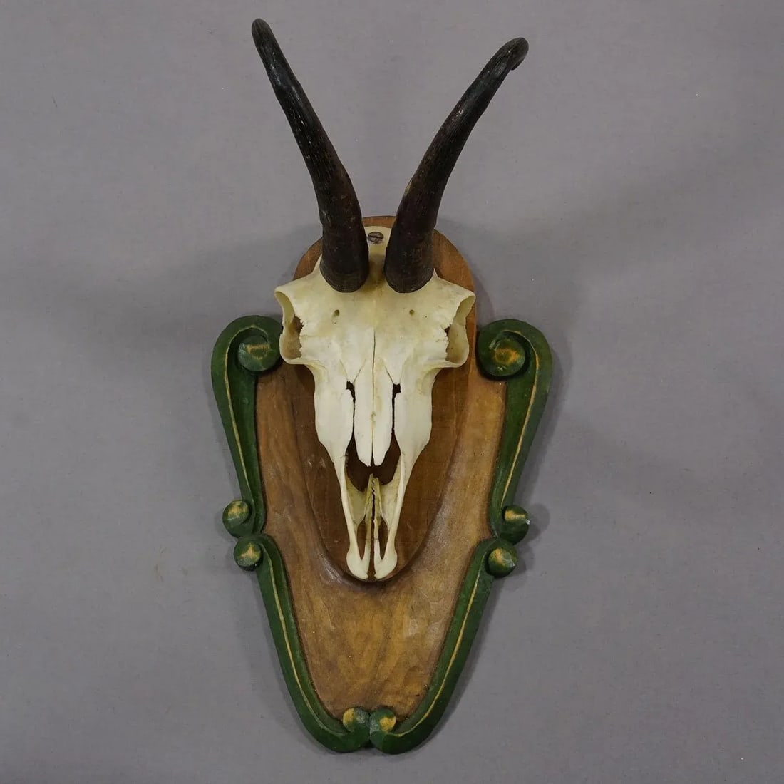 Vintage Black Forest Chamois Trophy on Carved Plaque Ca. 1950 - 2