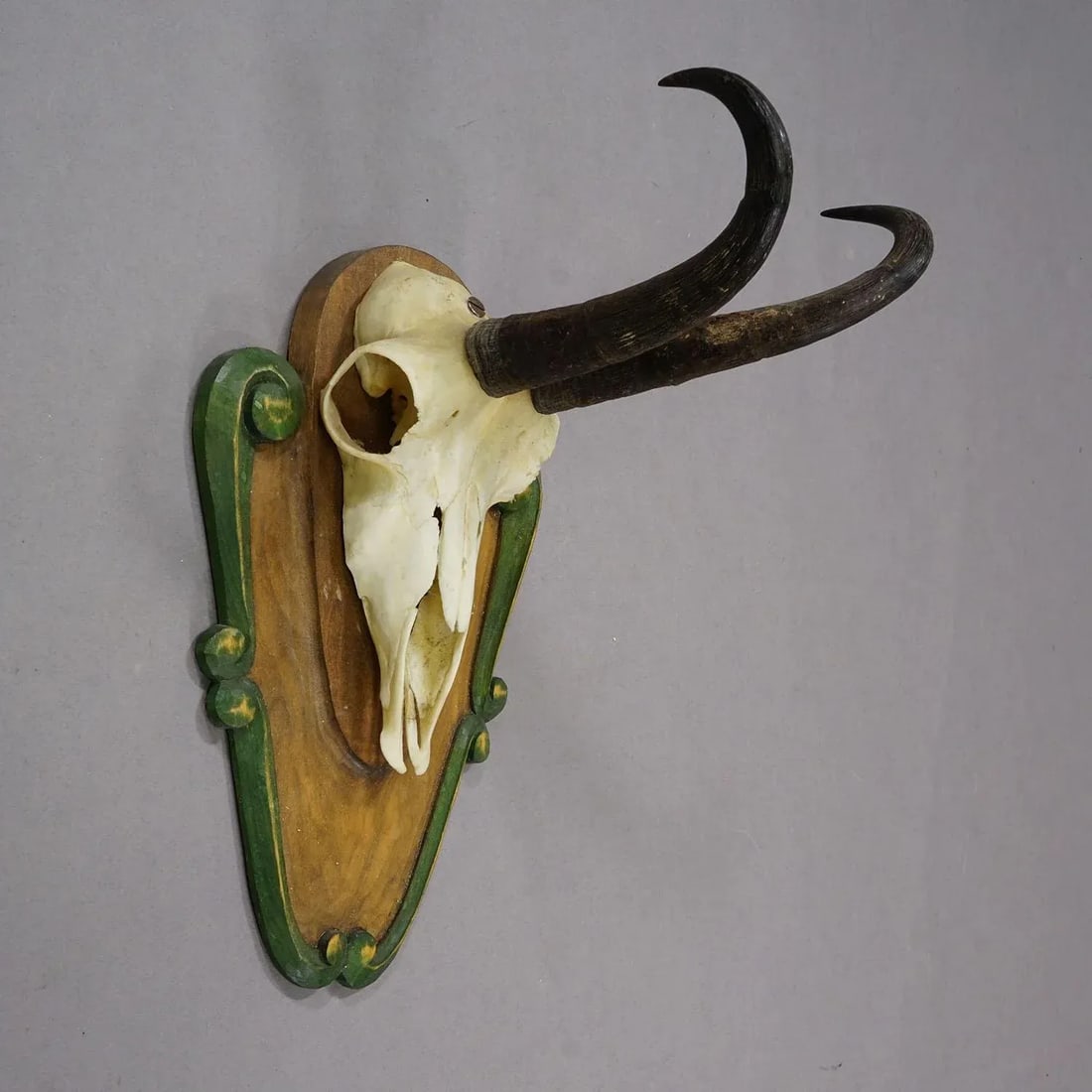 Vintage Black Forest Chamois Trophy on Carved Plaque Ca. 1950 - 3